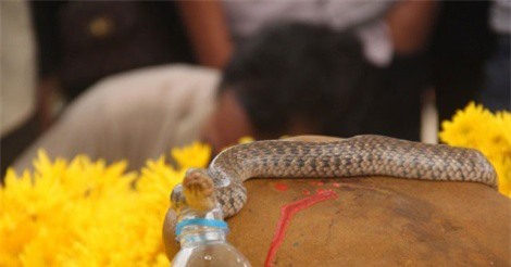 Giải mã sự linh thiêng của 'rắn thần' xuất hiện nơi mộ 'bà ăn mày' ở Quảng Bình