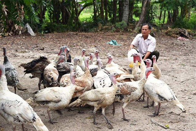 Hậu Giang: Nuôi gà lôi, lãi trên 100 triệu đồng/năm