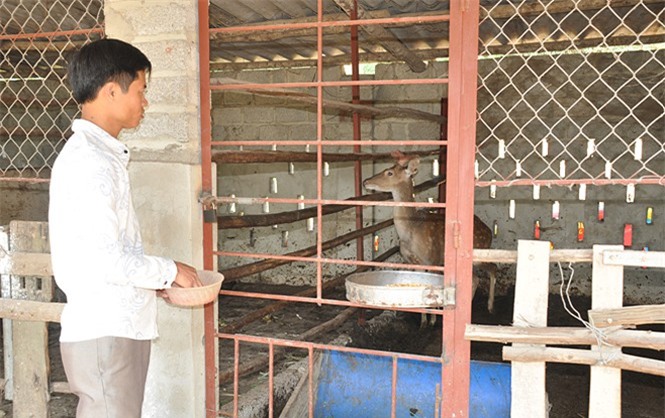 Hiệu quả bước đầu từ mô hình chăn nuôi hươu sao 