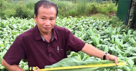 Khởi nghiệp ở tuổi 50 với cây bồ công anh