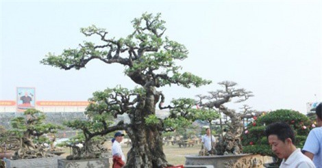 Mục sở thị "siêu phẩm" khế đại thụ số 1 Việt Nam giá hơn 6 tỷ đồng