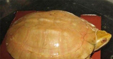 Sửng sốt với những thực đơn xa hoa của đại gia Việt