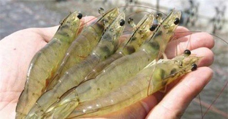 Bật mí cách chọn tôm tươi ngon, đảm bảo an toàn