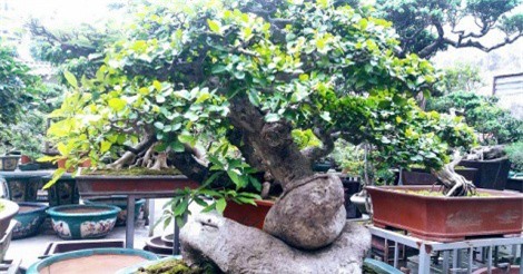 Cây duối kiểng có hình dáng độc đáo được đại gia Hà Nam hét giá 300 triệu đồng