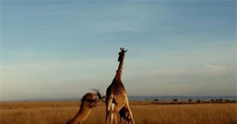 Clip: Hươu cao cổ bất lực nhìn sư tử đoạt mạng con