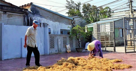 Hiệu quả từ trồng rau câu chỉ vàng