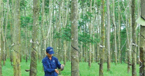 Lợi nhuận CTCP Cao su Đồng Phú sụt giảm do cao su "rớt giá"