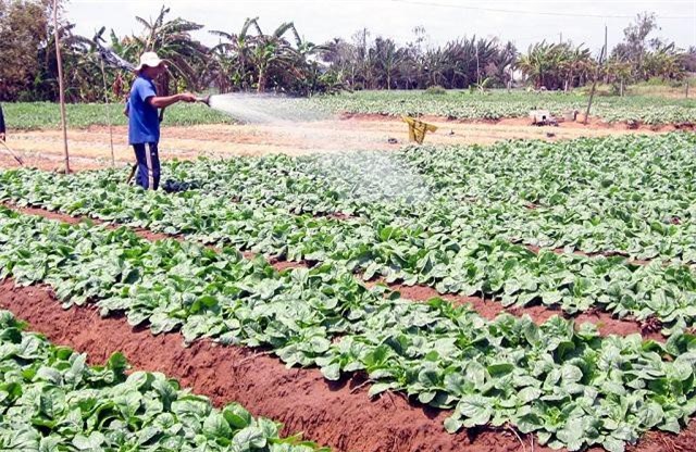 Mô hình trồng rau màu thu lãi cao