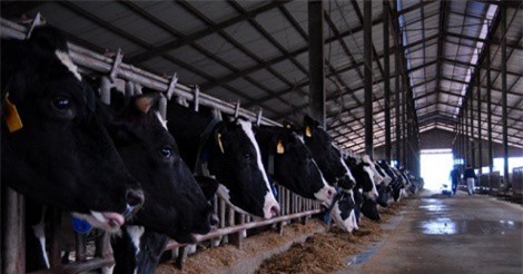 Ngưỡng mộ nơi người nuôi bò sữa lãi trăm triệu đồng/tháng