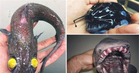 Những “quái vật biển” đáng sợ nhất từng được con người phát hiện