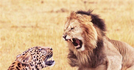 Clip: Báo hoa mai “đơn phương độc mã” ác chiến với 5 con sư tử