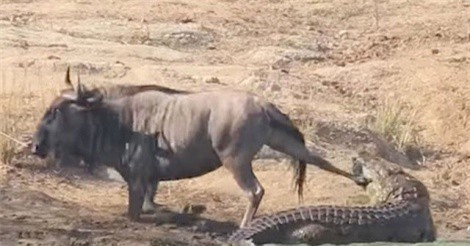 Clip: Hà mã tấn công cá sấu để giải cứu linh dương đầu bò