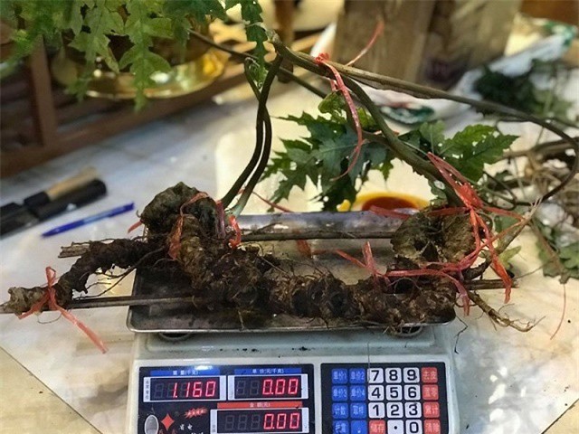 "Hàng độc" - tiết trúc nhân sâm tuổi đời gần 100 năm, giá hàng trăm triệu đồng