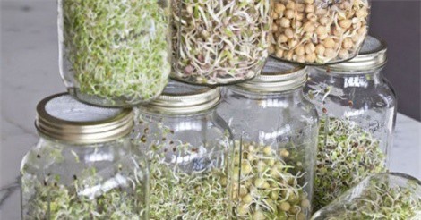 Hướng dẫn trồng rau mầm đơn giản, không cần đất