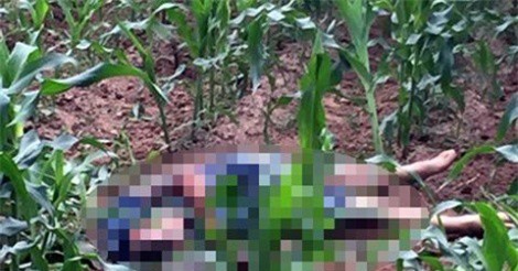 Nghi phạm vụ án mạng trong ruộng ngô ra đầu thú