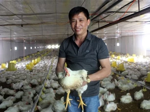 Thu lãi tiền tỷ nhờ nuôi gà theo công nghệ khép kín