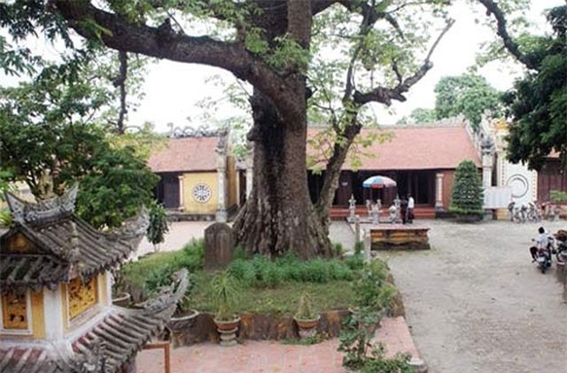 Thực hư chuyện cây gạo biết kêu đau ở Đồ Sơn