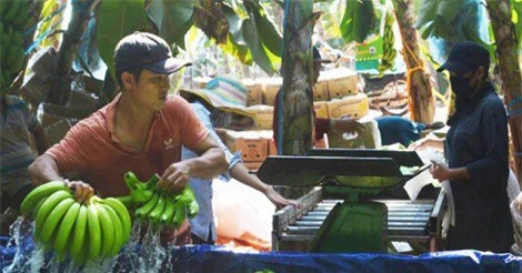 Bộ Công Thương cảnh báo việc thương lái Trung Quốc lùng sục mua chuối