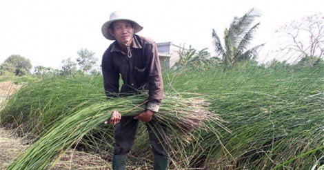 Cả làng đồng loạt bỏ lúa trồng "cỏ dại", thu tiền quanh năm