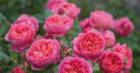 Chàng trai 8X kiếm trăm triệu/năm nhờ nhân giống hoa hồng ngoại