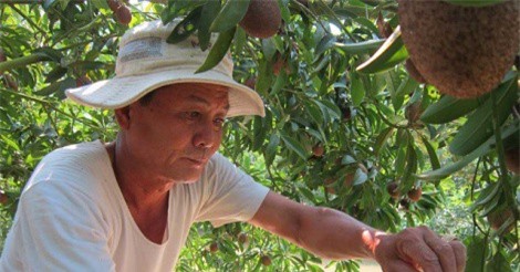 Trồng 23 gốc hồng xiêm, thu 8 lần/năm, lãi 15 triệu