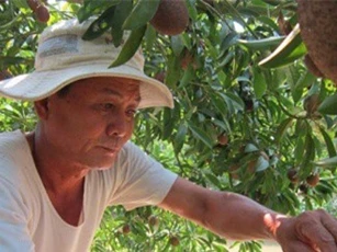 Trồng 23 gốc hồng xiêm, thu 8 lần/năm, lãi 15 triệu