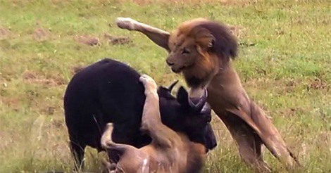 Clip: Hai mẹ con trâu rừng chết thảm trước 3 con sư tử đực