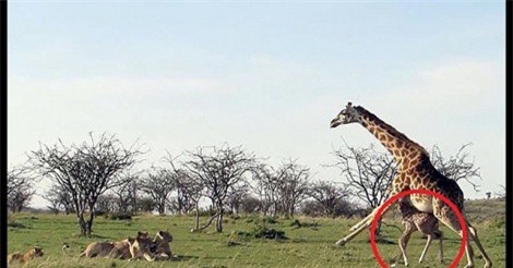 Clip: Hươu cao cổ mẹ một mình đánh đuổi 5 con sư tử để bảo vệ con