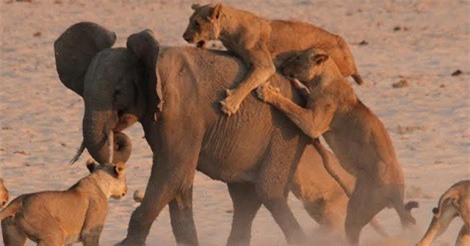 Clip: Voi con dũng mãnh chiến đấu giữa vòng vây của 14 con sư tử 