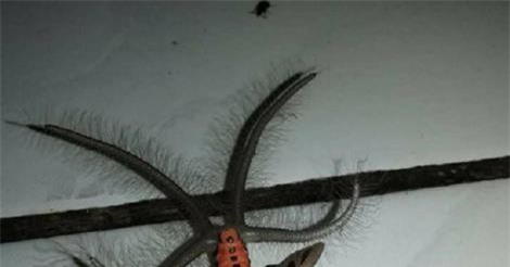 Kỳ dị loài sinh vật giống bướm với 4 đuôi từng xuất hiện ở Gia Lai