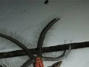 Kỳ dị loài sinh vật giống bướm với 4 đuôi từng xuất hiện ở Gia Lai