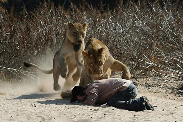 Những cuộc trả thù kinh hoàng của động vật hoang dã đối với con người