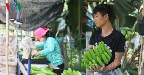 Nỗi lo chặt tiêu trồng chuối khi thấy được mùa được giá