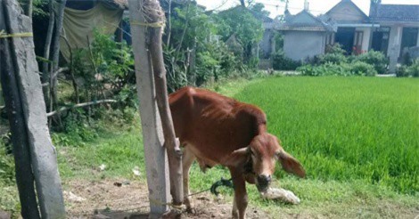 Quảng Trị: Lãnh đạo xã nói gì khi lấy bò của tỉnh hỗ trợ dân cho người nhà cán bộ làm thịt?