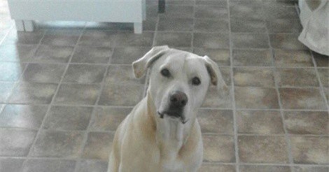 SỐC: Chó có khả năng đánh hơi bệnh ung thư phổi