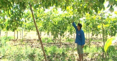 Thanh niên Raglai khởi nghiệp làm giàu nhờ trồng chanh dây