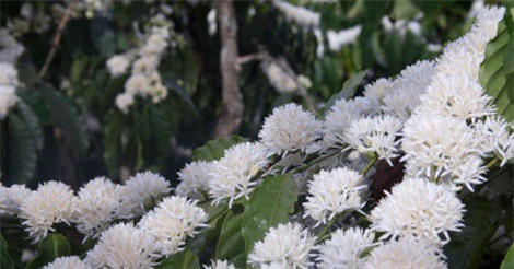 8 trải nghiệm hấp dẫn chỉ có ở Tây Nguyên