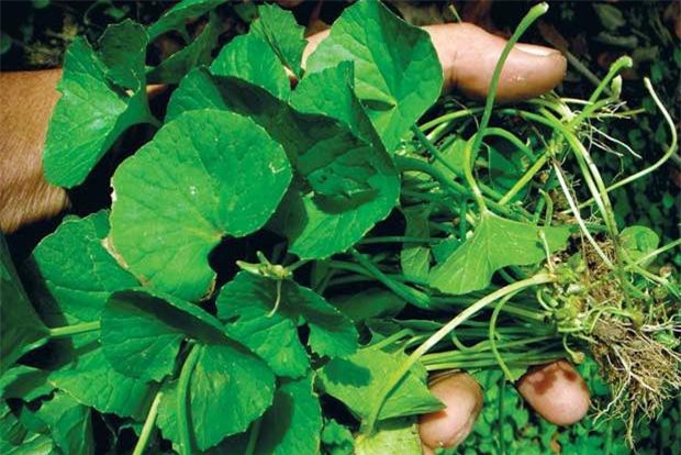 Ai không nên uống nước rau má?