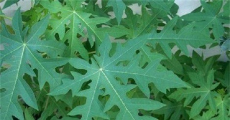 Lá đu đủ có thể chống ung thư, ngăn ngừa sốt xuất huyết