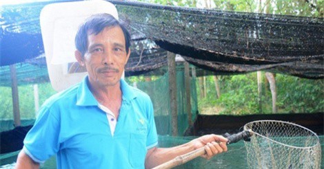 Thu lãi cao từ nuôi cá lóc trong ao lót bạt