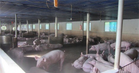 Làm trang trại tổng hợp 8ha, doanh thu 7 tỷ đồng/năm