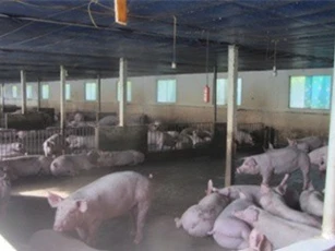 Làm trang trại tổng hợp 8ha, doanh thu 7 tỷ đồng/năm