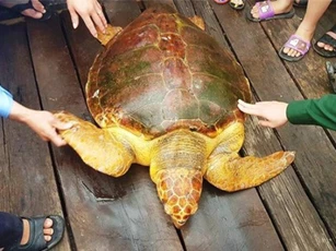 Ngư dân Hà Tĩnh bắt được rùa biển quý hiếm nặng 80kg