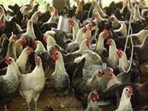 Nông dân “hốt bạc” nhờ nuôi gà Ai cập