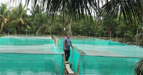 Nuôi cá lóc trong vèo, mỗi năm lãi 600 triệu đồng