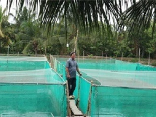 Nuôi cá lóc trong vèo, mỗi năm lãi 600 triệu đồng