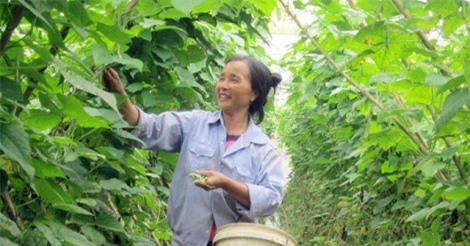 Siêu thị ngừng nhập, nhiều hộ rời bỏ sản xuất rau VietGAP