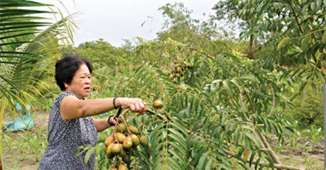 Trồng xen cóc với dừa, đất không thừa lại kiếm thêm vài triệu/tháng