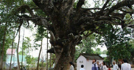 Chuyện lạ khó tin quanh cây dầu rái trồng ngược ở Trà Vinh