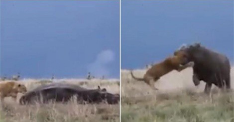 Clip: Sư tử bị cắn vỡ đầu vì cả gan chọc giận hà mã đang ngủ